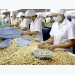 Cashew exports rise strongly in first quarter
