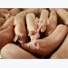 Swine vaccine may benefit humans