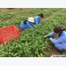 Chuyên gia Nhật hiến kế để nông dân tăng thu nhập