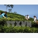 Ha Giang inaugurates organic tea plant using Japanese high-tech