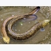 Pilot project breeds marbled eels in Bac Giang
