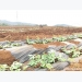 Nghệ An: Nông dân sang Thanh Hóa thuê đất trồng dưa hấu