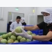 Tiền Giang tightens quality control of star apples