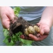 Start Growing Potatoes – Best Potato Growers Tips