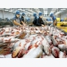 Vietnam’s seafood exports to grow