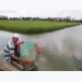 Trà Vinh shrimp farmers earn more from staggered breeding