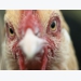 Single avian flu viral protein can increase period of infectivity