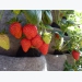 Growing Strawberry Plants – How to Grow Strawberry Wall