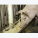 Pig nutrition study may prevent future PEDv outbreaks