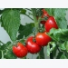Tips for Growing Tomatos and Growing Tomato Plants