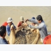 Quảng Ninh aims to become the north’s shrimp capital
