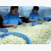 Vietnamese cashew sector seeks to increase export value