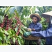 Sustainable coffee production project benefits Lam Dong farmers