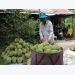 High potential for fruit, vegetable exports to China