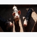 Quy định nuôi lợn bằng nước gạo ở Đài Loan