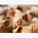 New research highlights opportunity to improve the iron status of piglets