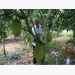 Mekong Delta farmers rush to plant Thai jackfruit despite risks