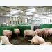 How to minimize sow stress, aggression in group housing
