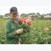 Covid-19 brings losses to flower growers