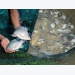Công bố kháng vi rút hồ cá rô phi
