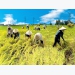 Vietnam's rice exports in spotlight despite decrease in acrerage