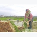 Hoang Luong expands cultivation area of VietGAP water dropwort