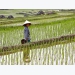 Asia Rice-Drought-hit Thailand's rates soar to 6-1/2 yr peak on supply dearth