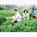 60 percent of cultivation area in HCMC gets VietGAP certificate