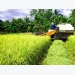 Rice farmers enjoy bumper harvest, high prices in Mekong Delta