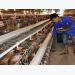 Bac Giang sees favorable sale of pigs and poultry, with stable prices