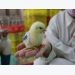 Ứng dụng công nghệ thế giới trong cải tiến gà lông màu tại Dabaco