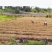 Tận dụng đất trống trồng nấm rơm, thu hàng chục triệu đồng/tháng