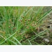 Sử dụng thuốc trừ cỏ cho ruộng lúa