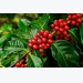 Lập bộ dữ liệu về hệ vi sinh rễ cây cà phê Robusta ở Tây Nguyên