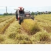 Phú Yên thu hoạch lúa vụ Đông Xuân năm 2021 – 2022