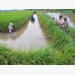 Kien Giang farmers happy with rice-shrimp farming