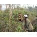 Phình Giàng tăng cường công tác quản lý bảo vệ rừng