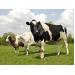 Nghiên cứu dòng thuốc tẩy giun mới cho gia súc