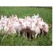 Tuổi cai sữa ở lợn con không ảnh hưởng đến tần số sinh sản của lợn mẹ