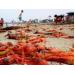 Bờ biển California (Mỹ) ngập tràn xác hàng nghìn con cua cá ngừ đỏ