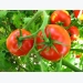 With This Simple Recipe Get 50-80 Pounds of Tomatoes From Every Plant You Grow!
