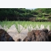 Lý Sơn to develop organic garlic farm