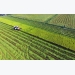Japanese firms plan organic farms in An Giang