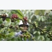 Asia Coffee-Markets quiet; premiums edge lower in Vietnam