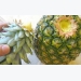 How to Plant Pineapple in Pot