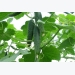 Cucumber Cultivation Information Guide