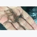 Japanese eels: Progress in breeding and nutrition