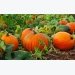 Pumpkin Cultivation Information Guide