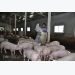 Trung Quốc bắt đầu mua lợn trở lại, giá lợn miền Bắc tăng 3.000đ/kg