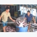 Mỹ sẽ hỗ trợ Việt Nam trong thời gian chuyển tiếp về xuất khẩu cá tra